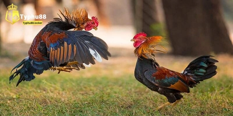 Bí quyết chơi cá cược đá gà dễ vào bờ từ cao thủ