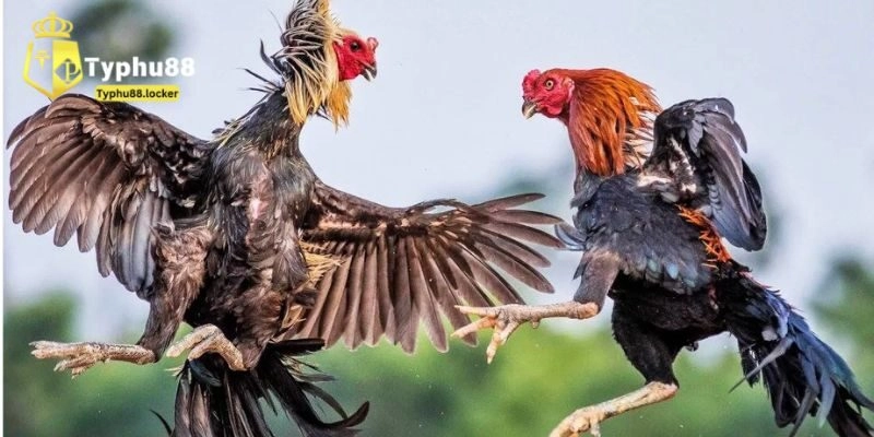 Giới thiệu sơ lược về đá gà Typhu88