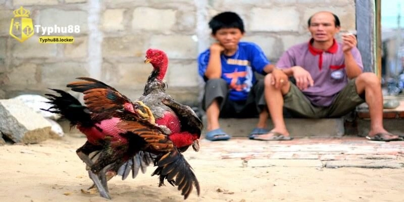Luật chơi đá gà trực tiếp
